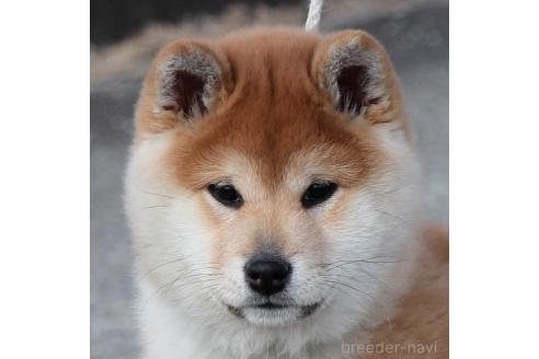 成約済の愛知県の柴犬-370264の2枚目
